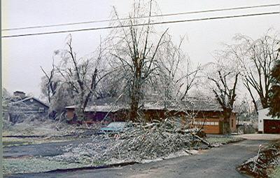 Shattered trees.