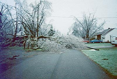 Fallen tree