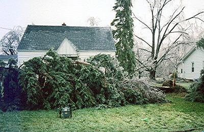 Fallen tree
