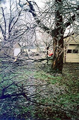 Ice covered limbs