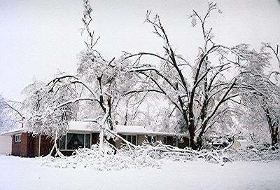 Snow covered trees