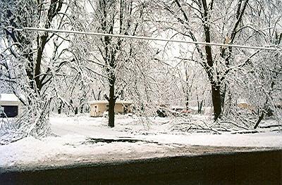 Snow on trees